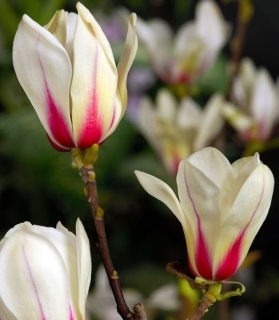 Magnolia 'Sunrise' 